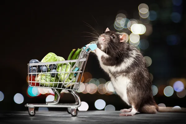 장바구니와 귀여운 쥐 — 스톡 사진