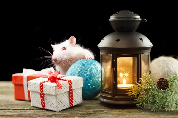 Aranyos fehér patkány között karácsonyi díszek — Stock Fotó