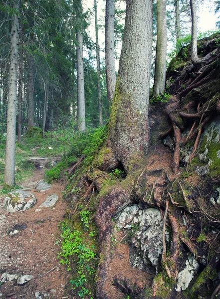 Wanderweg Durch Den Wald — Stockfoto