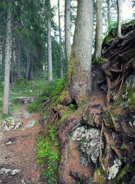 Szlak Turystyczny Przez Las — Zdjęcie stockowe