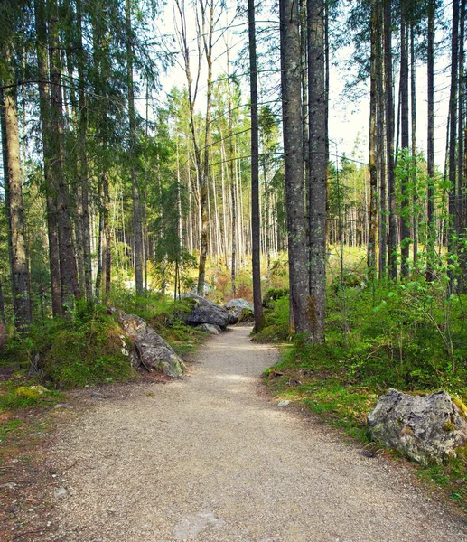 Hiking Trail Forest — Stock Photo, Image