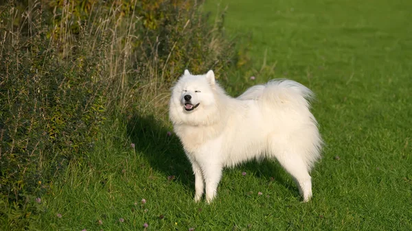 Samoyed Hund Står Ängen — Stockfoto