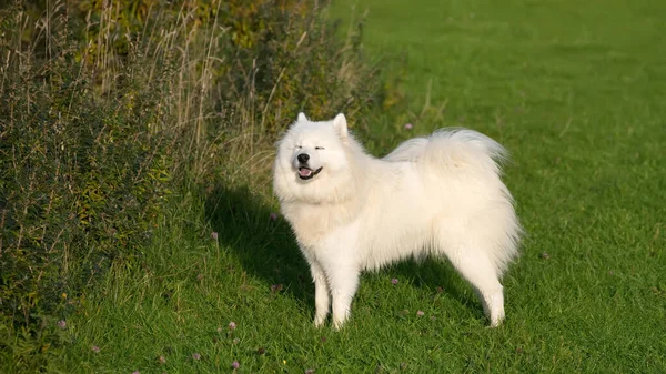 Samoyed Σκυλί Στέκεται Στο Λιβάδι — Φωτογραφία Αρχείου