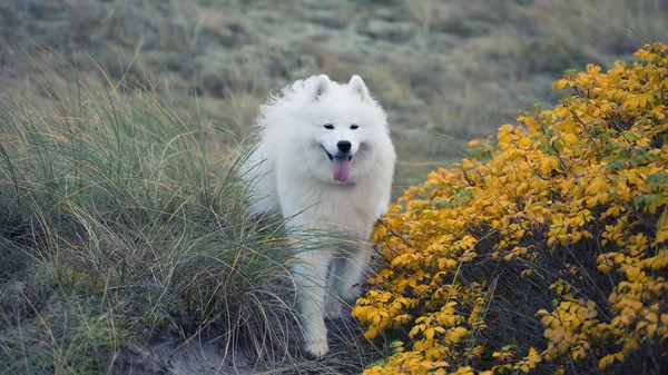 Samoyed Pies Stojący Linii Brzegowej — Zdjęcie stockowe