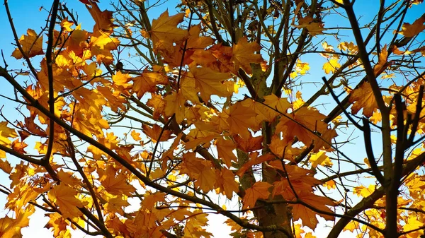 Bunte Ahornblätter Herbst — Stockfoto