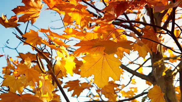 Barevné Javorové Listy Podzim — Stock fotografie