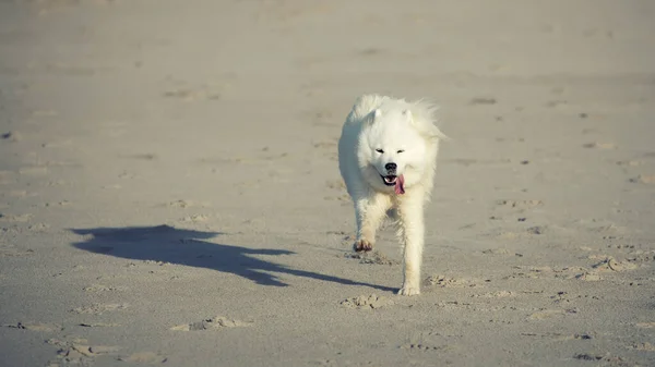 Самотній Собака Біжить Пляжі — стокове фото