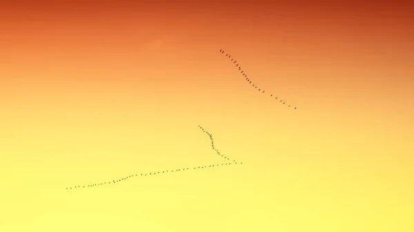 Gansos Selvagens Voando Formação — Fotografia de Stock