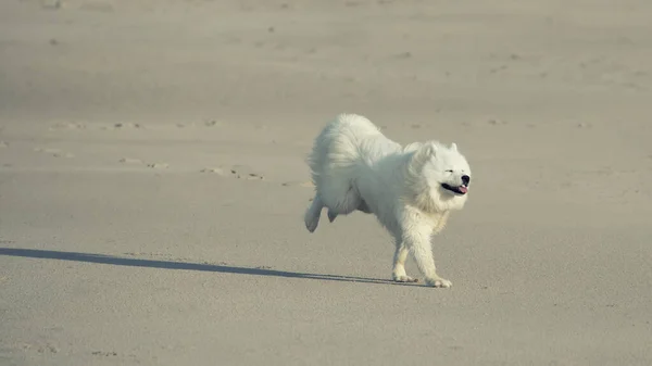 Samojad Hund Som Springer Stranden — Stockfoto