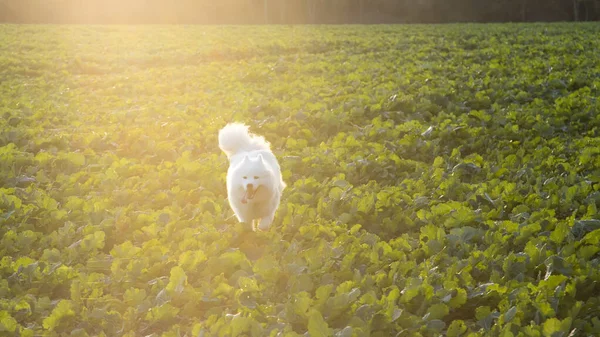 Samoyed Perro Corriendo Campo — Foto de Stock