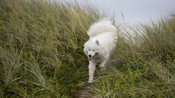 Samoyed Pies Działa Wybrzeżu — Zdjęcie stockowe