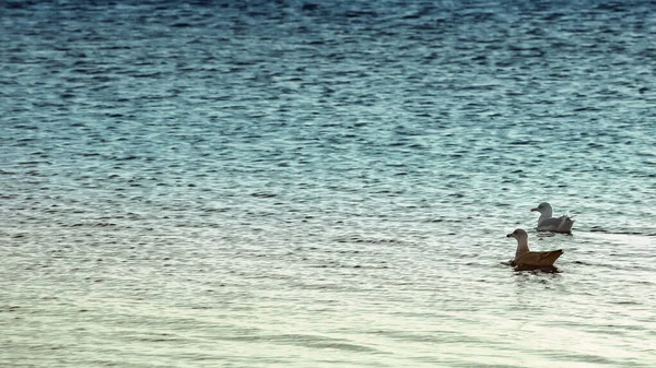 Две Чайки Купающиеся Море — стоковое фото