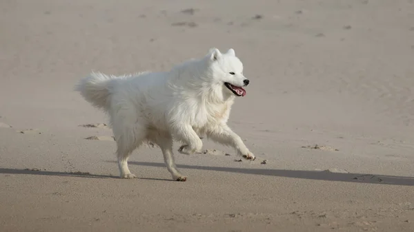 Samoyed Pies Działa Plaży — Zdjęcie stockowe