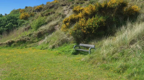 Panchina Sulla Costa Con Genista Gialla — Foto Stock