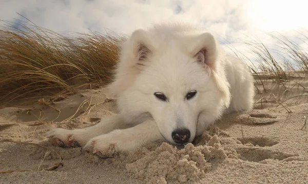 Samoyed Hond Liggend Het Strand — Stockfoto