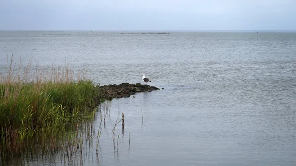 Landscape Calm Water Ringkobing Fjord Denmark — Stock Photo, Image