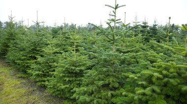 Yeşil yılbaşı ağacı fidanları