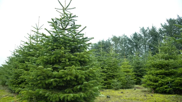 Plantações Abetos Verdes Árvore Natal — Fotografia de Stock