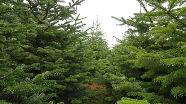 Aanplantingen Van Groene Kerstboomsparren — Stockfoto