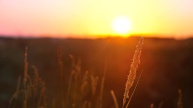 Gün batımında çimen tohumu, tarlanın sığ derinliği