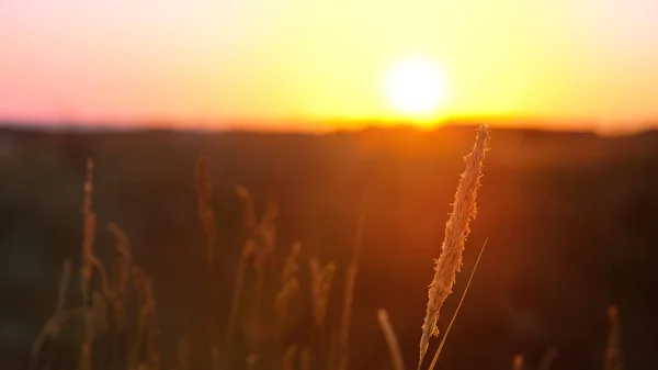 Grassamen Sonnenuntergangslicht Geringe Schärfentiefe — Stockfoto