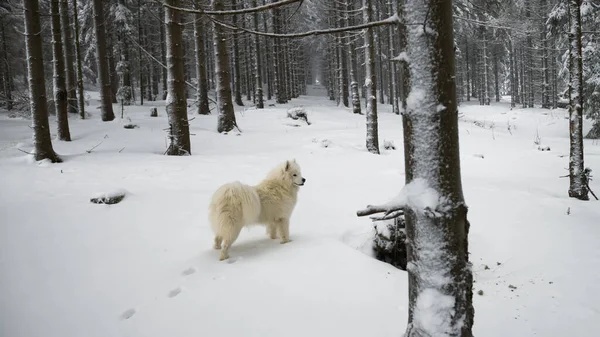 Chien Samoyed Debout Dans Forêt Hiver — Photo