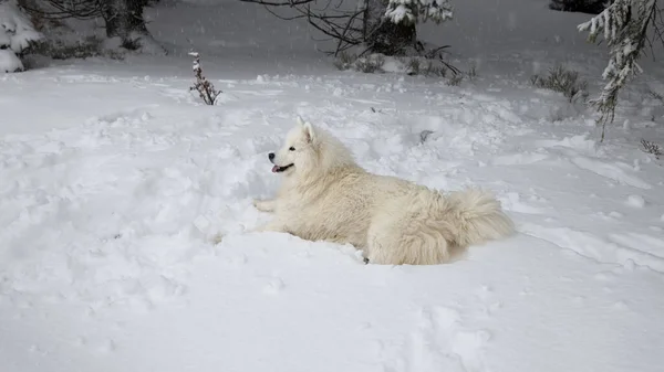 Samoa Pies Leżący Zimowym Lesie — Zdjęcie stockowe