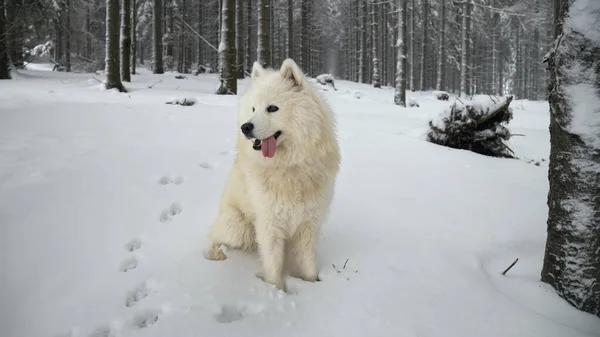 Samojerad Hund Som Sitter Vinterskogen — Stockfoto