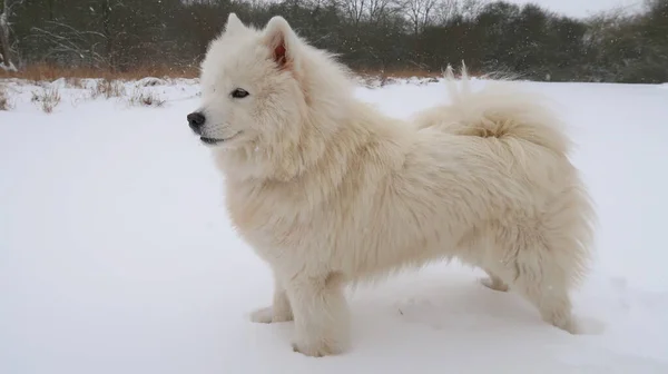 Chien Samoyed Debout Dans Paysage Hivernal — Photo