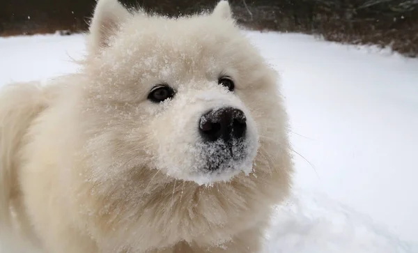 Närbild Hunds Näsa Vintern — Stockfoto