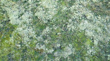 Çeşitli bitkilerle kaplı kum tepeleri