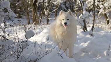 Samoyed köpeği kış manzarasında duruyor.