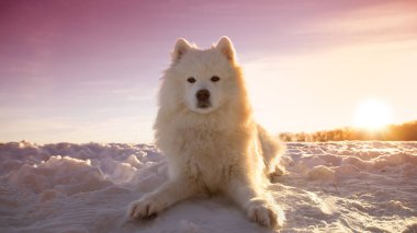 Samoyed köpeği karda yatıyor.