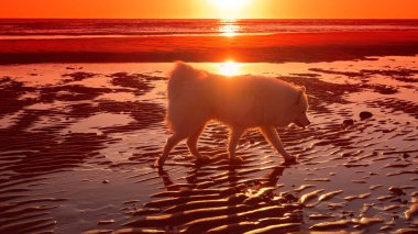 Gün batımında kumsalda Samoyed köpek
