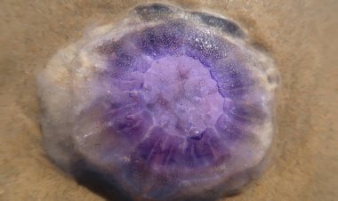 Kumsalda denizanası