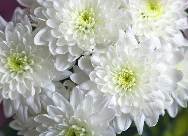 Bir buket beyaz kasımpatı çiçeği.