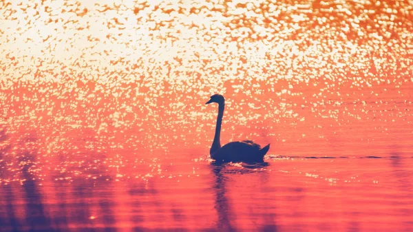 Cisne Blanco Agua Amanecer —  Fotos de Stock