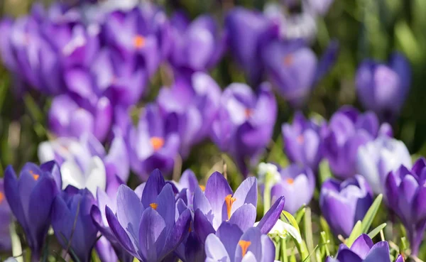 보라색 크로커스꽃은 들판의 깊이는 — 스톡 사진
