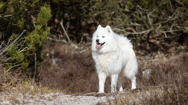 Самотній Собака Стоїть Лісі — стокове фото