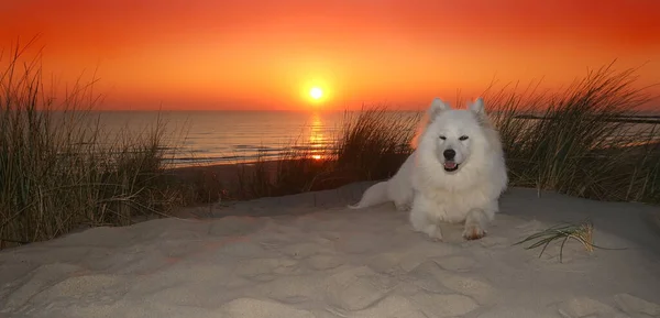 Samojed Pes Sedí Pláži Při Západu Slunce — Stock fotografie