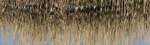 Juncos São Refletidos Lagoa — Fotografia de Stock