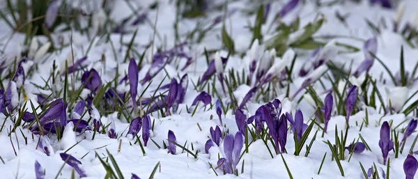 Schneebedeckte Lila Krokusblüten Frühling Geringe Schärfentiefe — Stockfoto