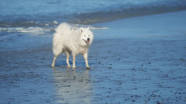 Samoyed Kutya Strandon — Stock Fotó