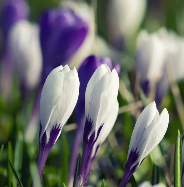 Flores Cocodrilo Blanco Púrpura Tiempo Primavera Poca Profundidad Campo —  Fotos de Stock