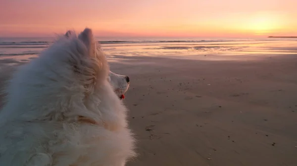 Samoyed Kutya Strandon Naplementekor — Stock Fotó