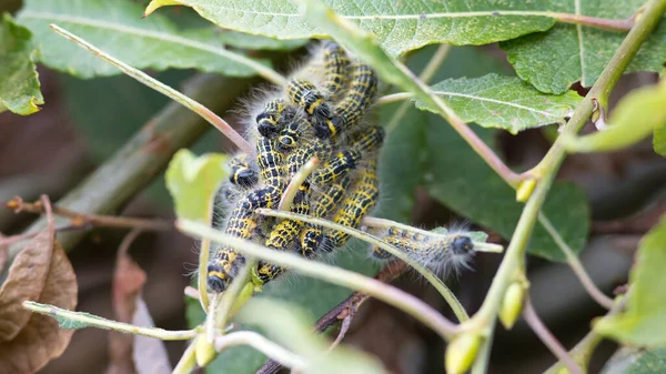 Gąsienice Phalera Bucephala Jedzące Liście — Zdjęcie stockowe