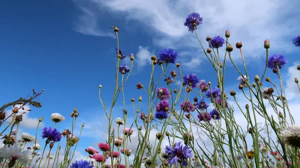 Prado Verão Com Flores Coloridas Céu Azul — Fotografia de Stock