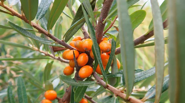 Portakal dikenli çilek dalı