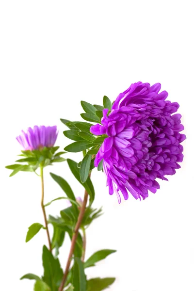 Aster — Foto Stock