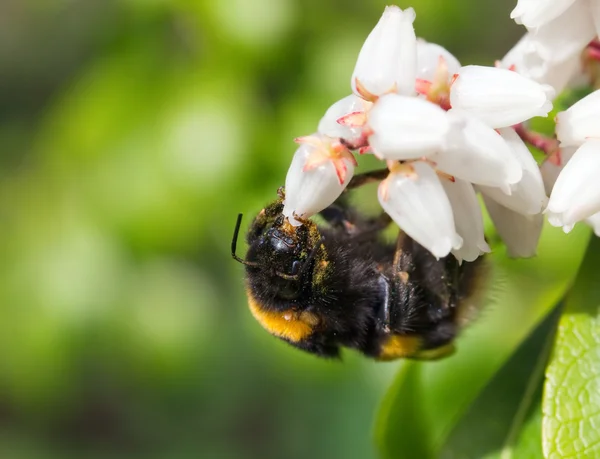 Hommel — Stockfoto